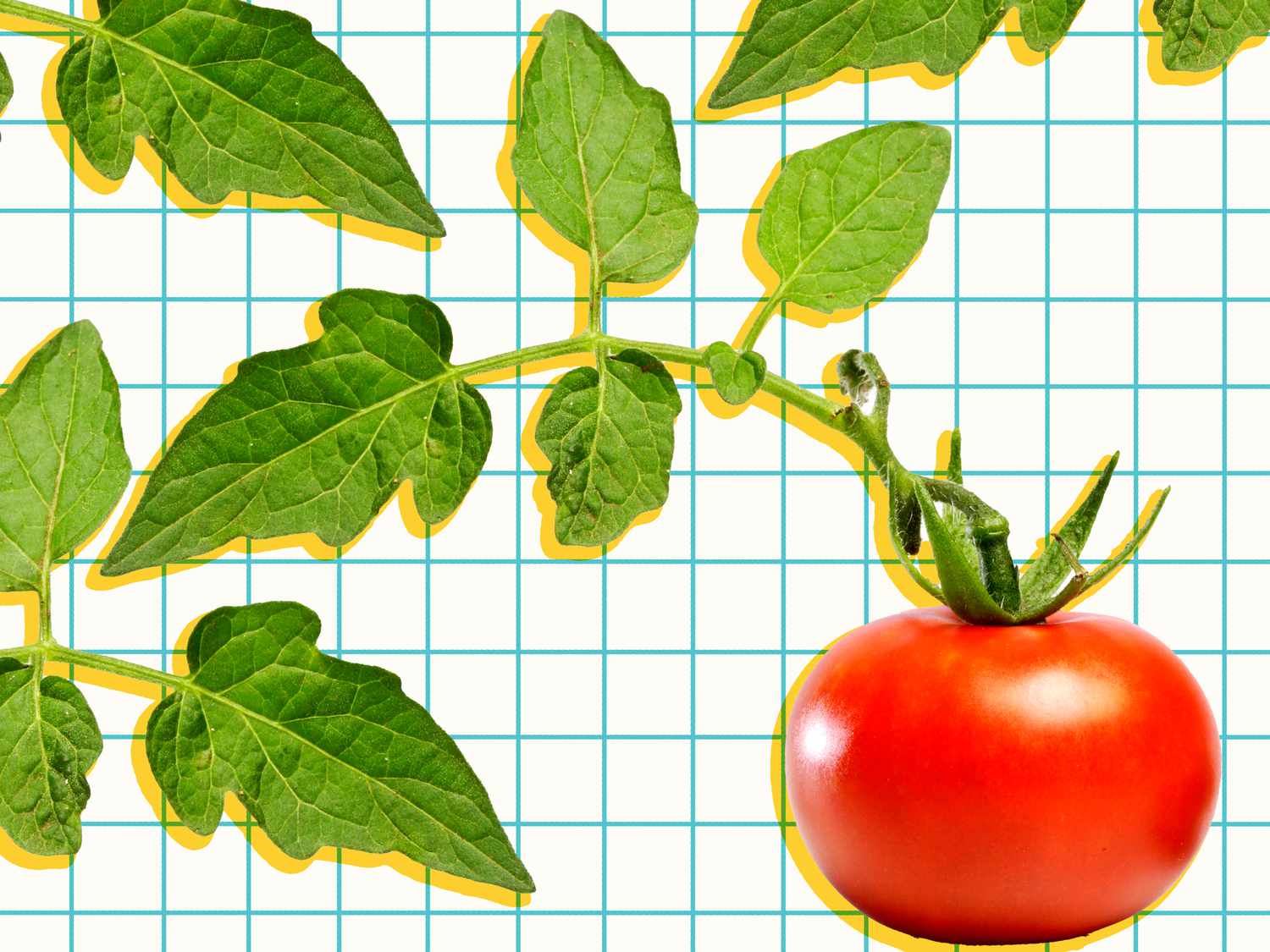 Graphic of tomato leafs